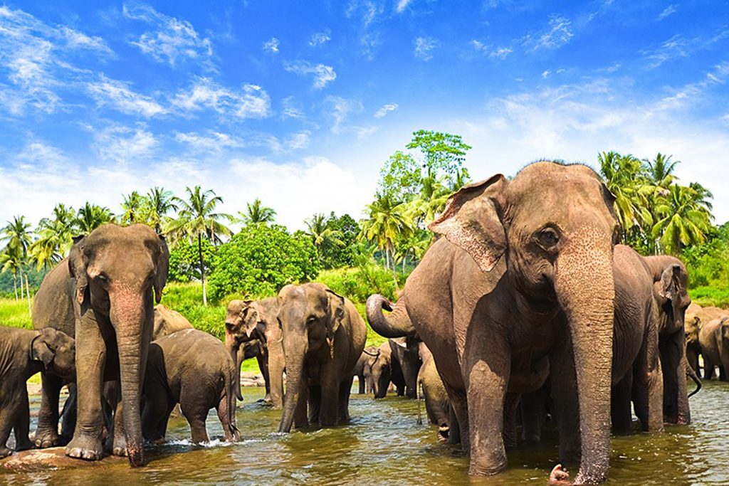 Pinnawela Elephant Orphanage