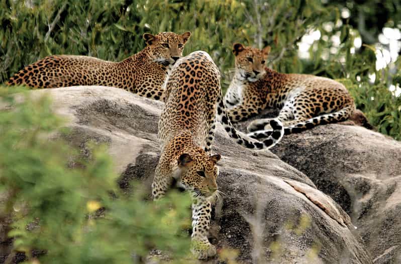 Yala National Park